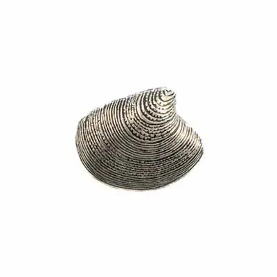 Metalized Pendant W/ Stainless Steel Coating Clam Shell Antique Silver - Cosplay Supplies Inc