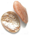 River Shell With Carving 