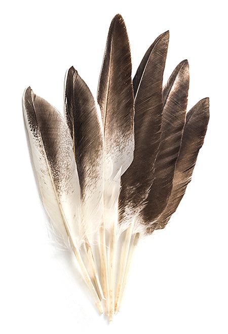 Goose Feather 7in Natural Bulk