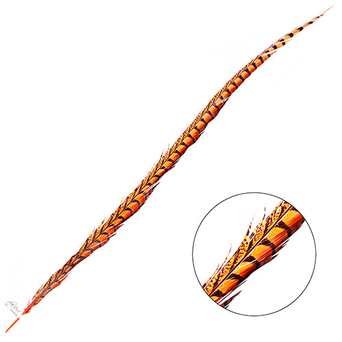 Lady Amherst Pheasant Feather Side (1pc)