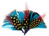 Hat Trim Feather Fan Shape 7cm Turquoise Black/Red/Yellow