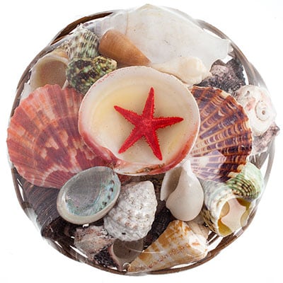 Shells Assorted In Basket - Cosplay Supplies Inc