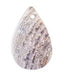 Shell Pendant With Top Hole 12x20mm Drop Natural
