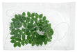 Glass Bead Leaf 12x7mm Strung