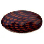 Checker Beads Oval 33x19mm Approx 5pcs/Strand - Cosplay Supplies Inc