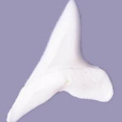 Maro Shark Teeth - Cosplay Supplies Inc