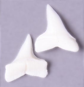 Maro Shark Teeth 