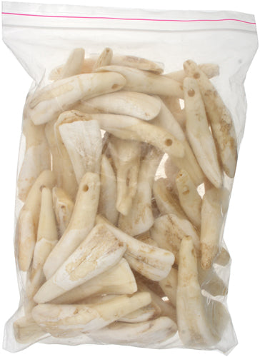 Bone Cows Teeth Antiqued Worked On Bone