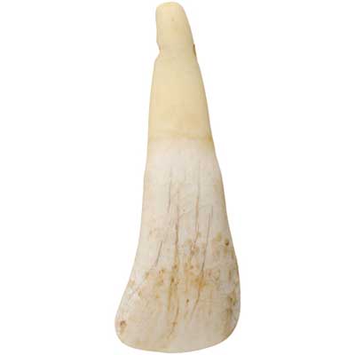 Bone Cows Teeth Antiqued Worked On Bone - Cosplay Supplies Inc