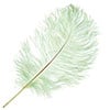 Ostrich Drab Feathers 14-16in Premium Quality 