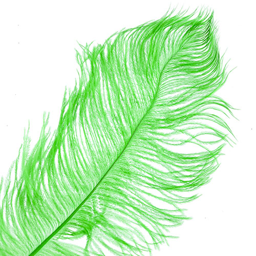 Ostrich Drab Feathers 14-16in Premium Quality 