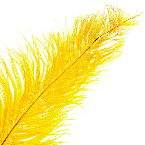 Ostrich Spad Wing 25in+ Premium Quality 