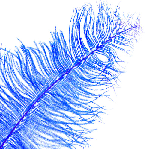 Ostrich Spad Wing 25in+ Premium Quality 