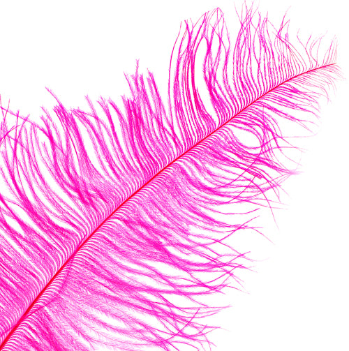 Ostrich Spad Wing 25in+ Premium Quality 