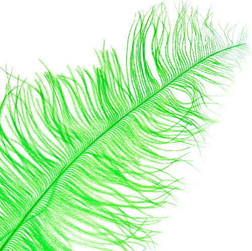 Ostrich Spad Wing 25in+ Premium Quality 