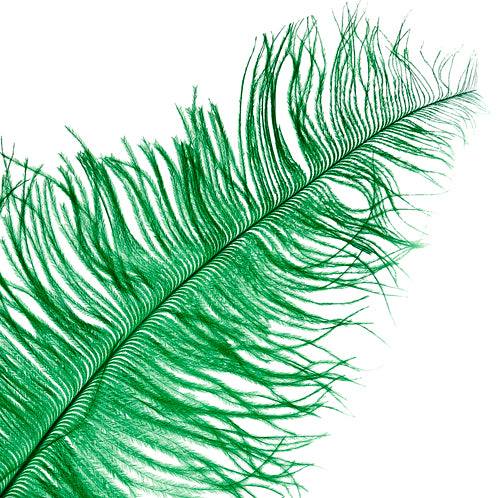 Ostrich Spad Wing 25in+ Premium Quality 