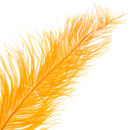 Ostrich Spad Wing 25in+ Premium Quality 