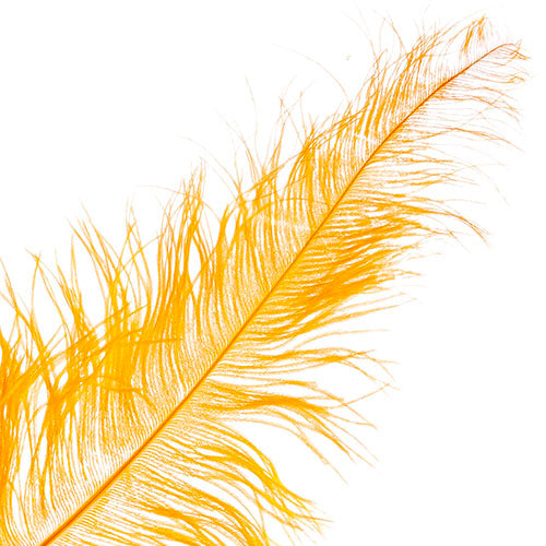 Ostrich Spad Wing 25in+ Premium Quality 