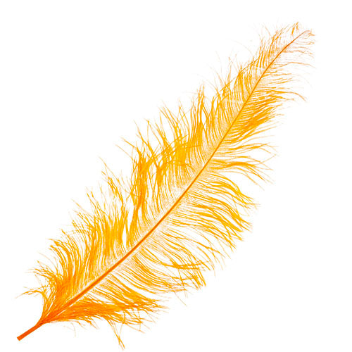 Ostrich Spad Wing 25in+ Premium Quality