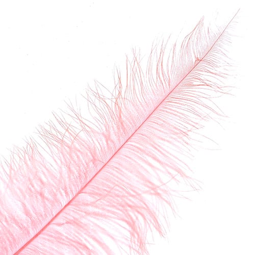 Ostrich Spad Wing 25in+ Premium Quality 