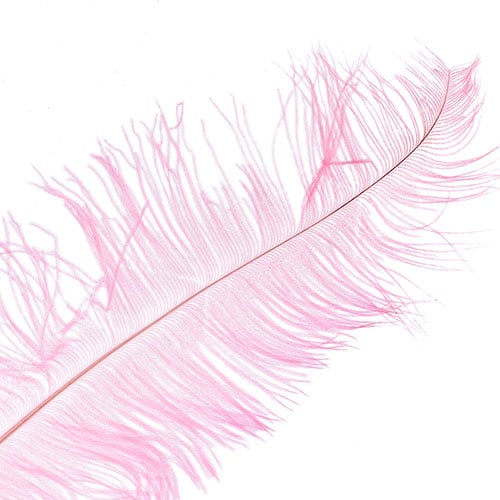 Ostrich Spad Wing 25in+ Premium Quality 