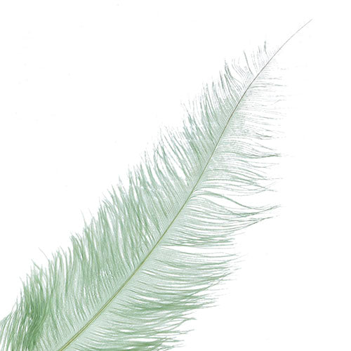 Ostrich Spad Wing 25in+ Premium Quality 