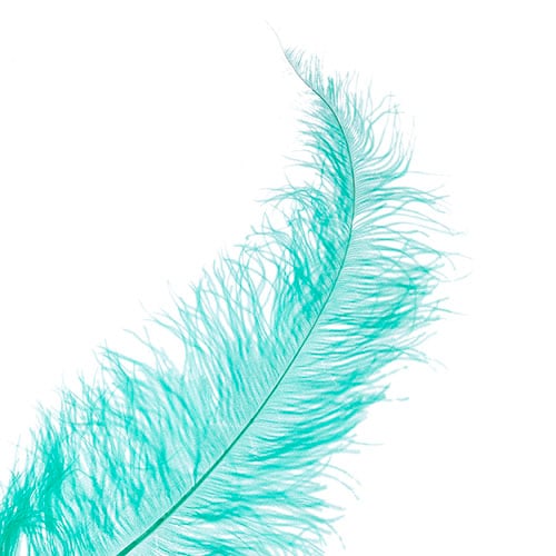 Ostrich Spad Wing 25in+ Premium Quality 