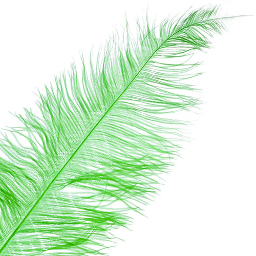 Ostrich Spad Wing 25in+ Premium Quality 