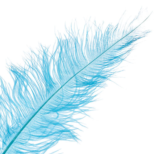 Ostrich Spad Wing 25in+ Premium Quality 