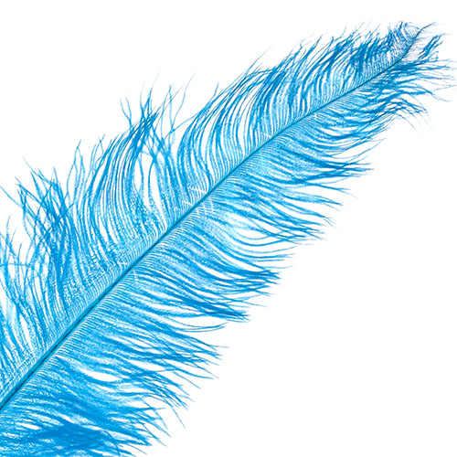 Ostrich Spad Wing 25in+ Premium Quality 