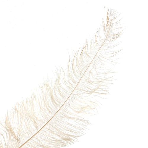 Ostrich Spad Wing 25in+ Premium Quality 