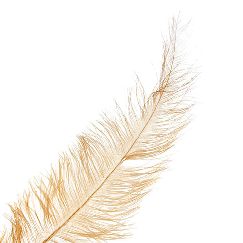 Ostrich Spad Wing 25in+ Premium Quality 