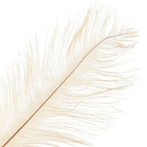 Ostrich Drab Feathers 11-13in (1pc) 