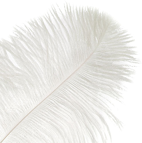 Ostrich Spad Wing 24in+ (1pc) 