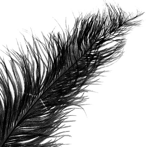 Ostrich Spad Wing 24in+ (1pc) 