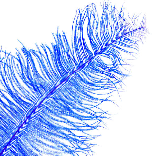 Ostrich Spad Wing 24in+ (1pc) 