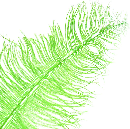 Ostrich Spad Wing 24in+ (1pc) 