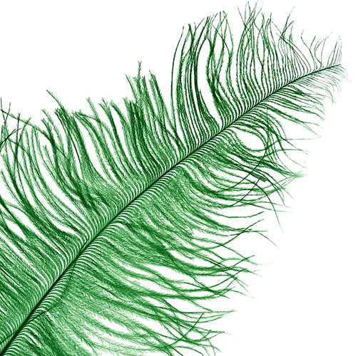 Ostrich Spad Wing 24in+ (1pc) 