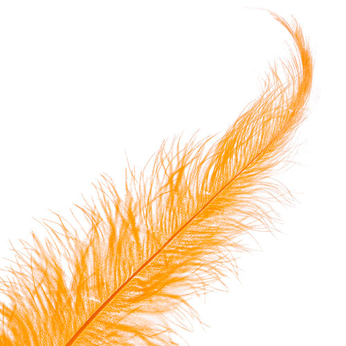 Ostrich Spad Wing 24in+ (1pc) 