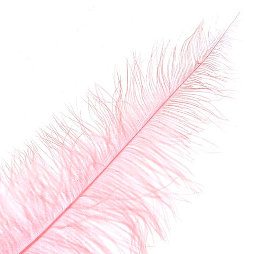 Ostrich Spad Wing 24in+ (1pc) 