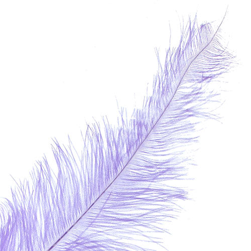 Ostrich Spad Wing 24in+ (1pc) 