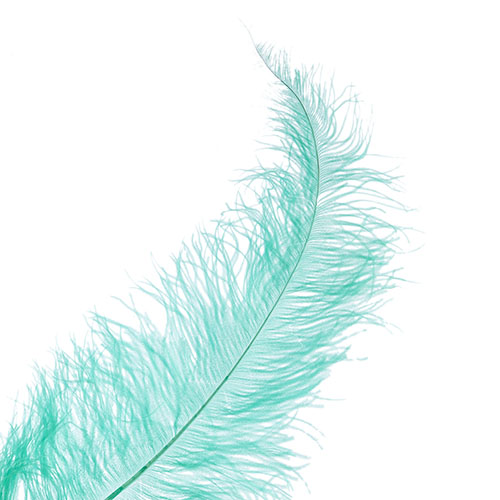 Ostrich Spad Wing 24in+ (1pc) 