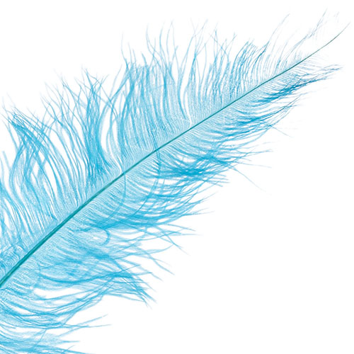 Ostrich Spad Wing 24in+ (1pc) 