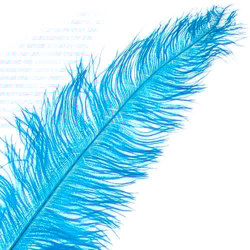 Ostrich Spad Wing 24in+ (1pc) 