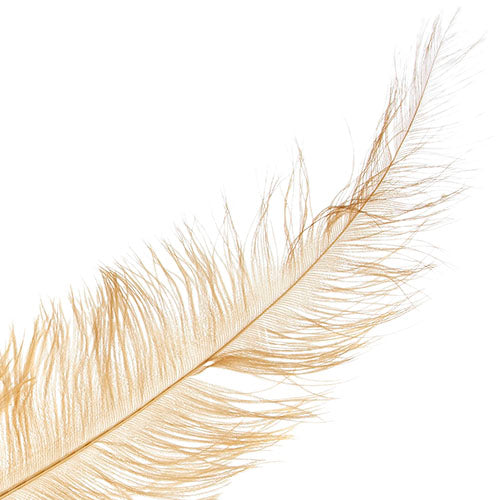 Ostrich Spad Wing 24in+ (1pc) 