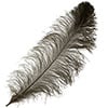 Ostrich Wing Feather 18-24in (1pc) 