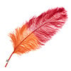 Ostrich Wing 24in+ Two-Tone 