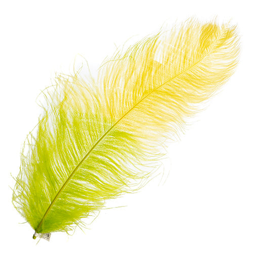 Ostrich Wing 24in+ Two-Tone