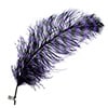 Ostrich Wing 24in+ Striped 