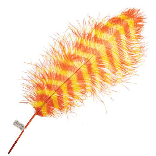 Ostrich Wing 24in+ Striped